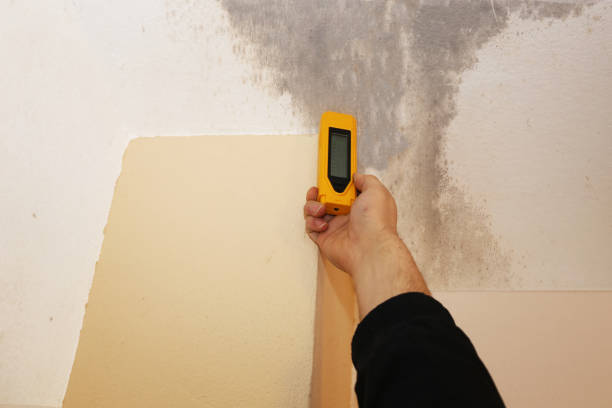  Las Animas, CO Mold Removal Pros