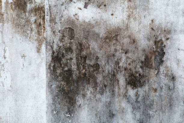 Best Real Estate Mold Inspection  in Las Animas, CO