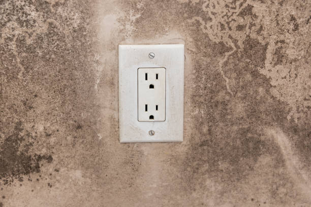 Professional Mold Removal in Las Animas, CO
