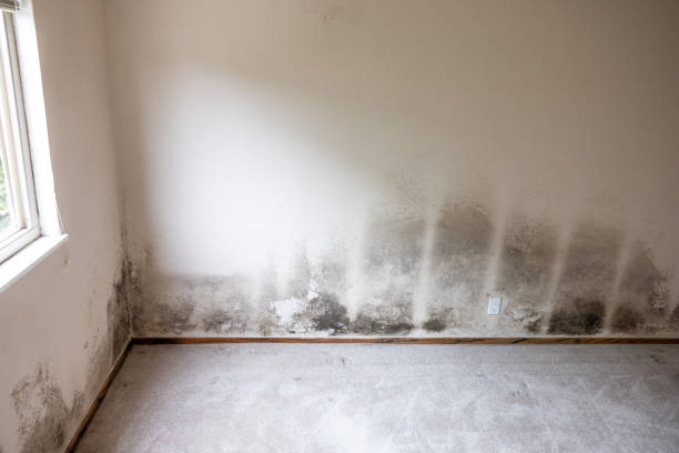 Best HVAC Mold Inspection and Cleaning  in Las Animas, CO