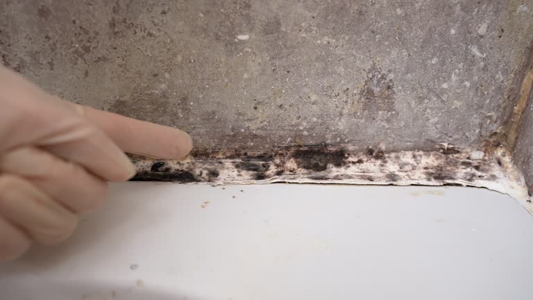 Best Post-Construction Mold Inspection  in Las Animas, CO