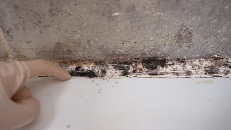 Best Attic Mold Removal  in Las Animas, CO